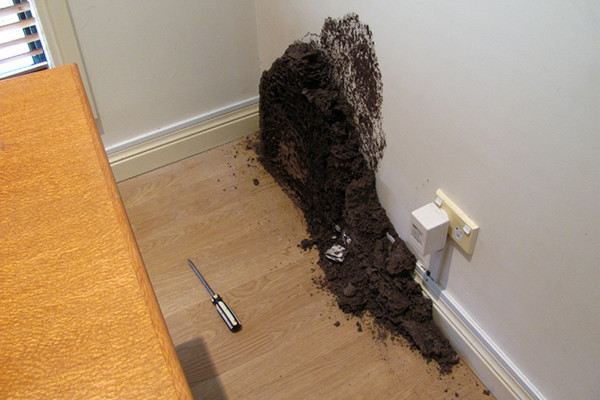 Mối ăn gỗ gây suy yếu nền móng công trình