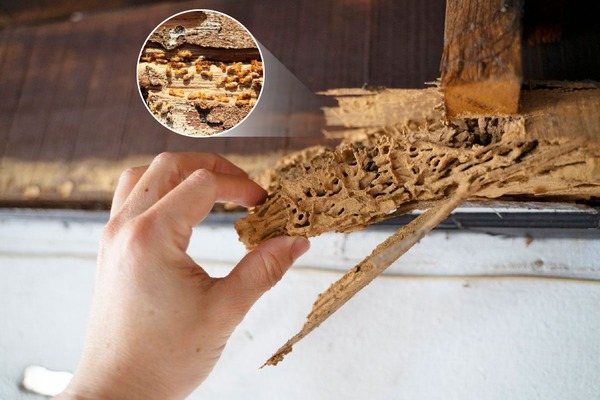 Tổ mối làm ảnh hưởng đến kết cấu nội thất, an toàn vệ sinh thực phẩm và trải nghiệm khách hàng