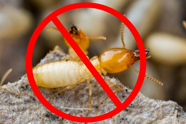 Diệt Mối Tuấn Thành xử lý triệt để, ngăn mối quay lại sau khi diệt, đảm bảo an toàn cho người và vật nuôi