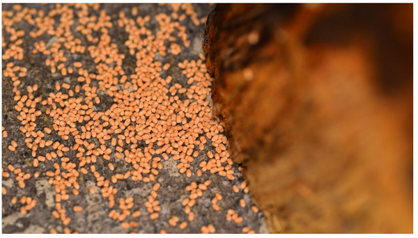 Mối phân mối màu nâu như cát