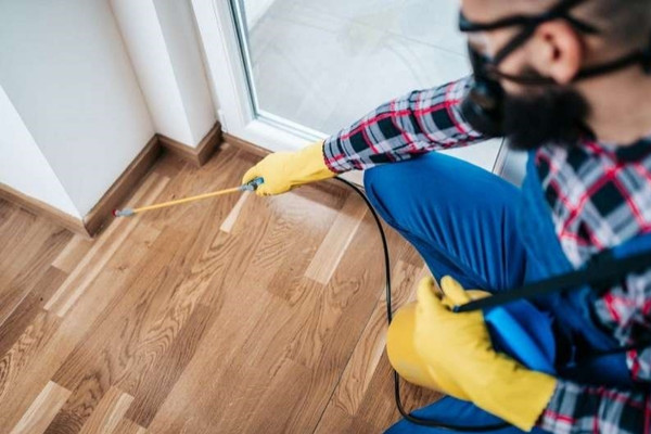 Sử dụng dịch vụ diệt mối chuyên nghiệp để ngăn chặn triệt để muối xuất hiện