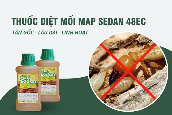 Thuốc Map Sedan 48EC là giải pháp xử lý mối hiệu quả ngay tại nhà