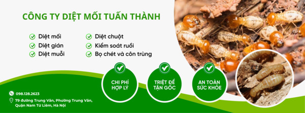 Diệt Mối Tuấn Thành sử dụng thuốc Mythic 240SC trong quá trình xử lý mối mọt, đảm bảo an toàn