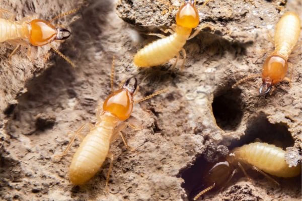 Cận cảnh đàn mối thợ và mối lính đang tấn công và đục khoét gỗ