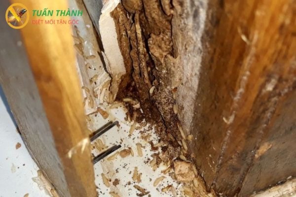 Đồ gỗ trong nhà bị mối mọt phá hoại nặng nề cần liên hệ ngay dịch vụ diệt mối tại Hà Nội