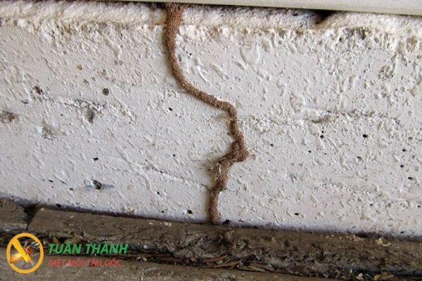 Dấu hiệu nhận biết tổ mối qua đường đi của mối bò trên tường nhà