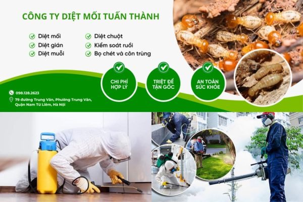 Dịch vụ diệt mối tận gốc giá rẻ tại Công ty diệt mối Tuấn Thành
